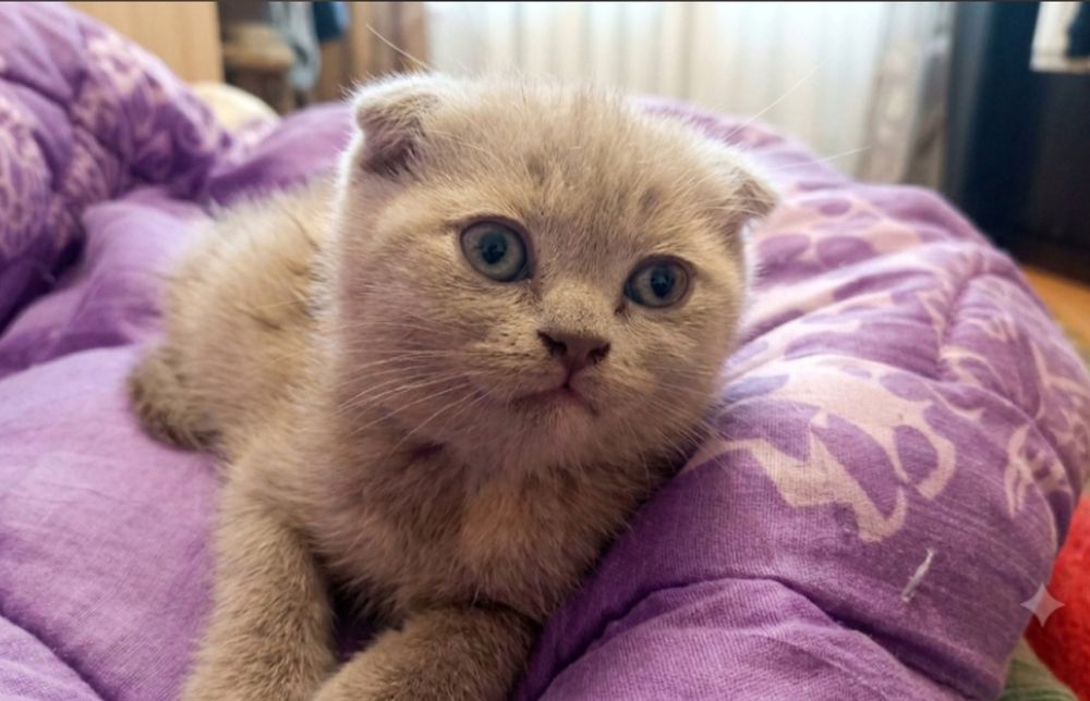 Шотландські кошенята