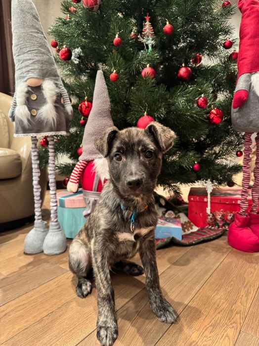 Метиси віддам безкоштовно