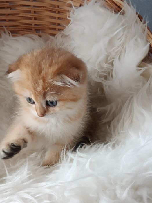 Шикарні кошенятка