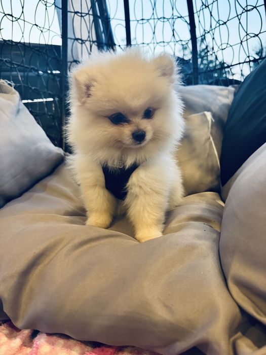 piesek mini pomeranian mis