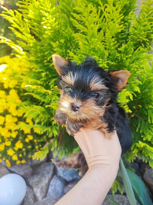 Красивая девочка мини Одесса