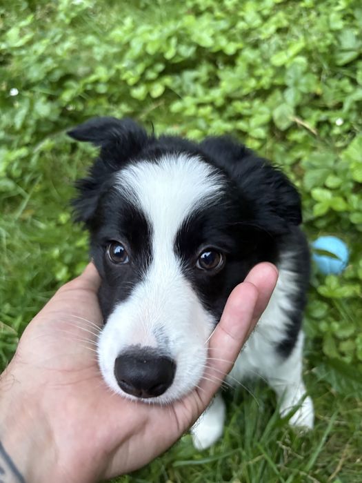 Border Collie do adopcji (ZAREZERWOWANA)