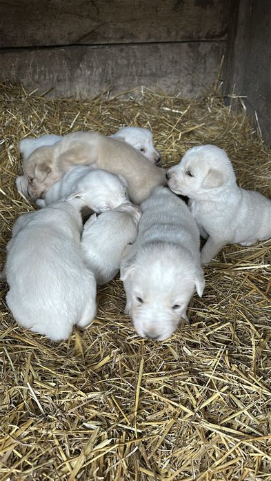 Продам чистокровного цуценя алабая