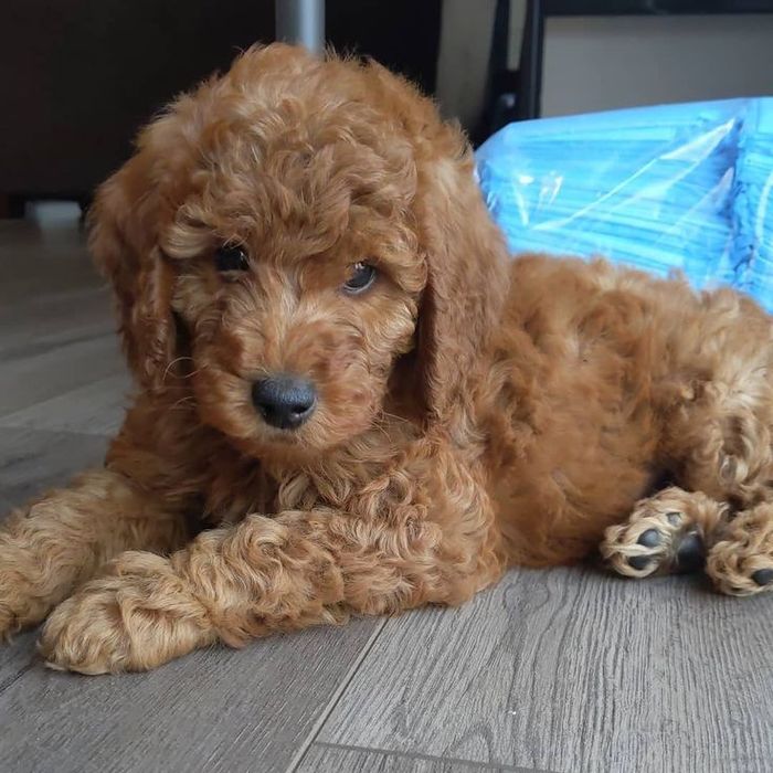 Маленький компаньон для души