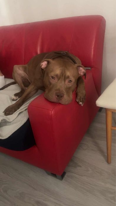 Oddam pitbulla red nose