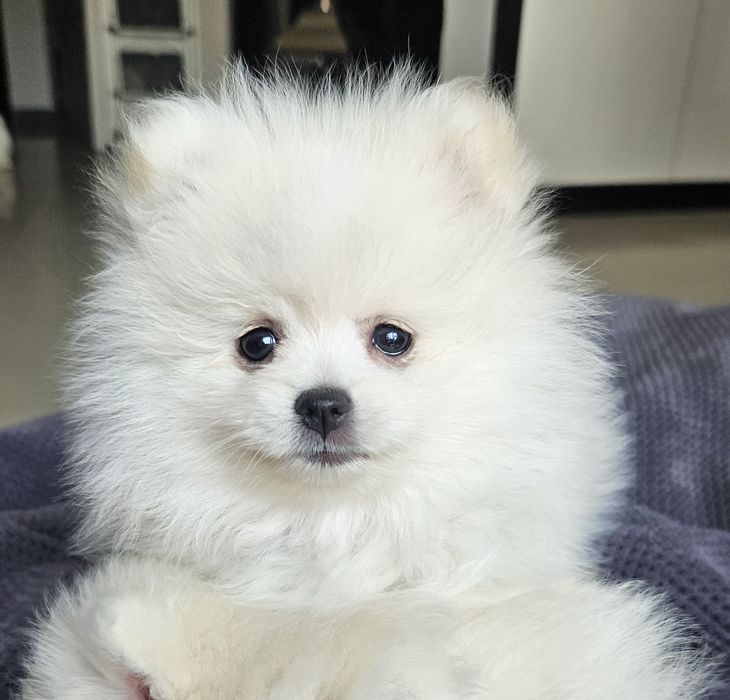 Szpic miniaturowy pomeranian  białe