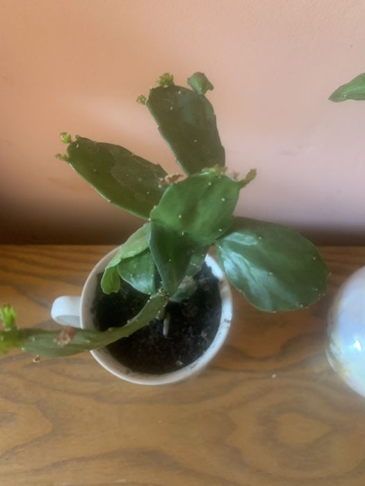 Кактуси сукуленти