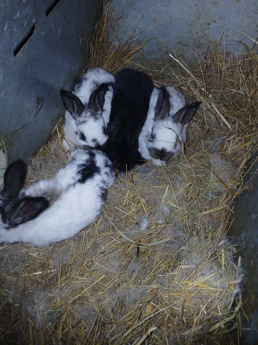 Coelhos para reprodução ou consumo