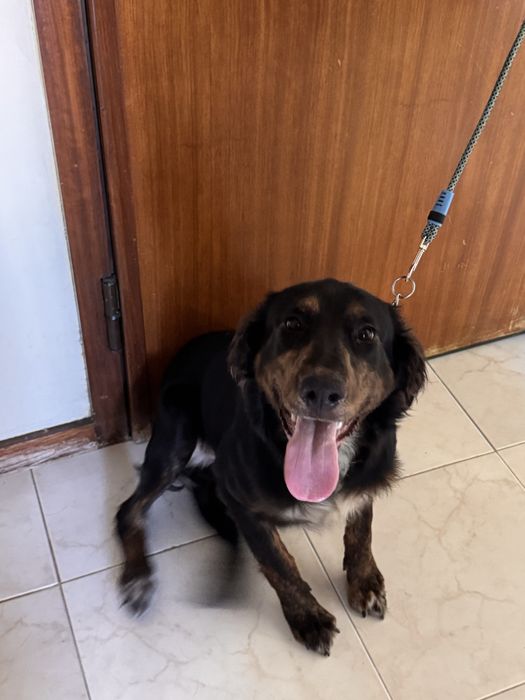 Cão 8 meses  para adoção