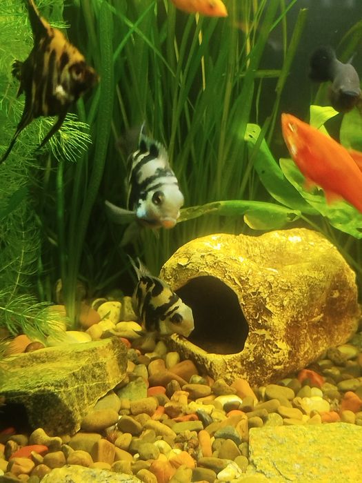 Мальки рыбок сапфирового попугая