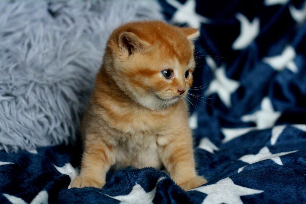 Bardzo rudy kawaler (rodowód FIFe)