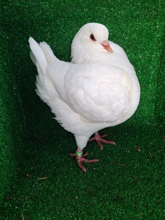 Gołębie kingi młode 2025 i z rozplodu