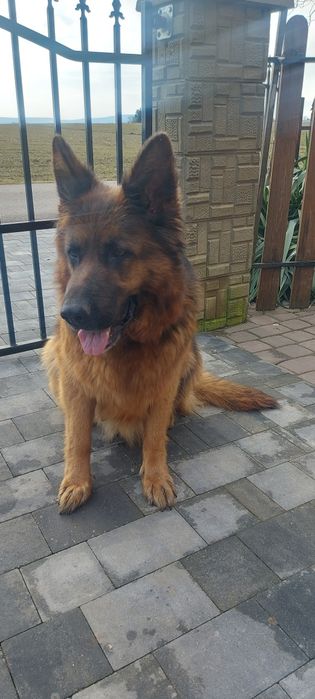 Szczeniaki w typie Owczarka Niemieckiego