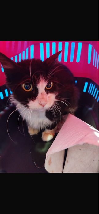 Gato para adoção responsável