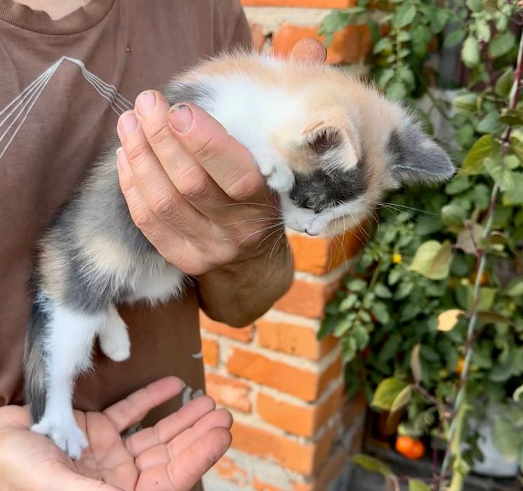 Шотландська черепашка кішечка