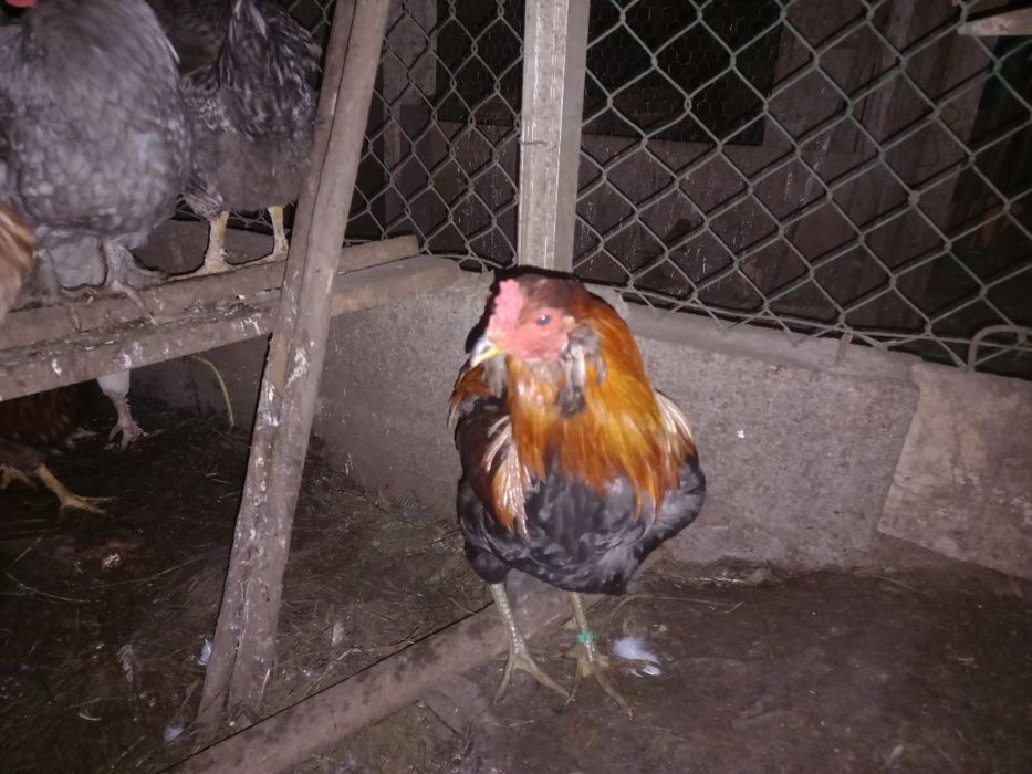 Galo Araucana para venda