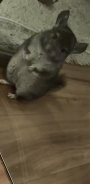 Chinchila cinza