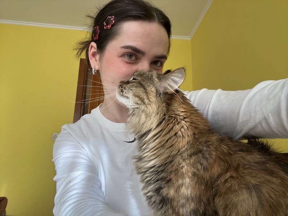 ЗооНяня для котиків, cat sitter, догляд за котами на дому Івано-Франківськ