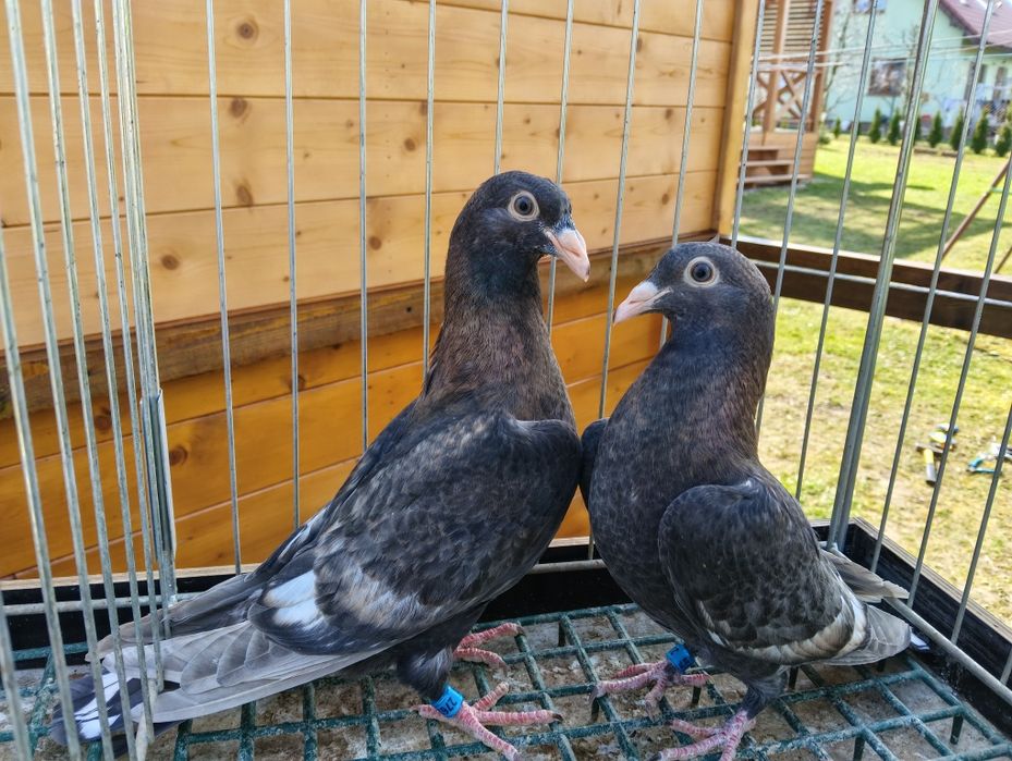 Gołębie pocztowe frill toy stencil