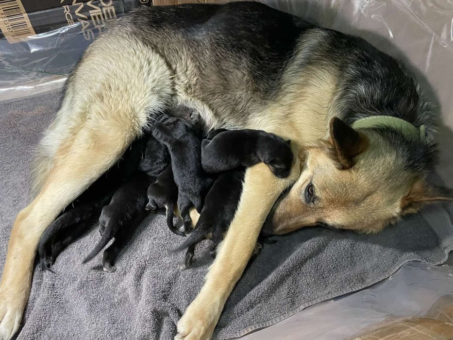 Дівчатка та хлопчики німецької вівчарки, цуценята