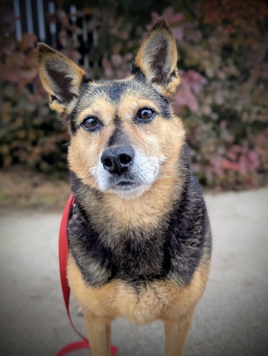 Nieśmiała Miranda poleca się do adopcji
