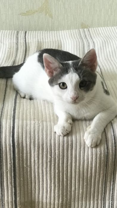 Молоденькая кошечка подросток