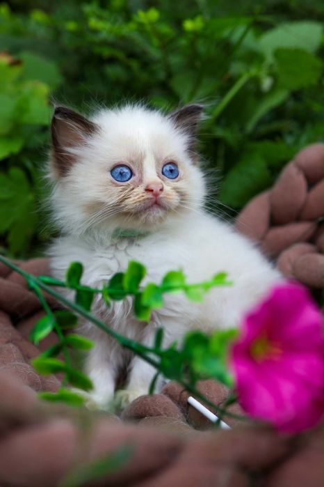Willi kocurek ragdoll