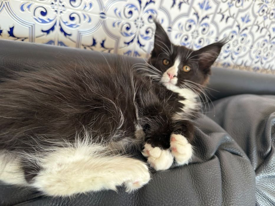 Mainne coon femea