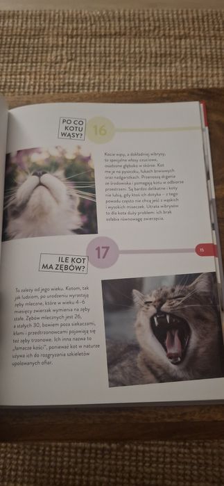 100 faktów KOTY.  Książka o kotach.