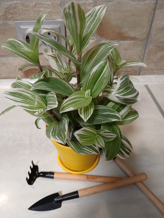 Продам цветы комнатные  традесканции