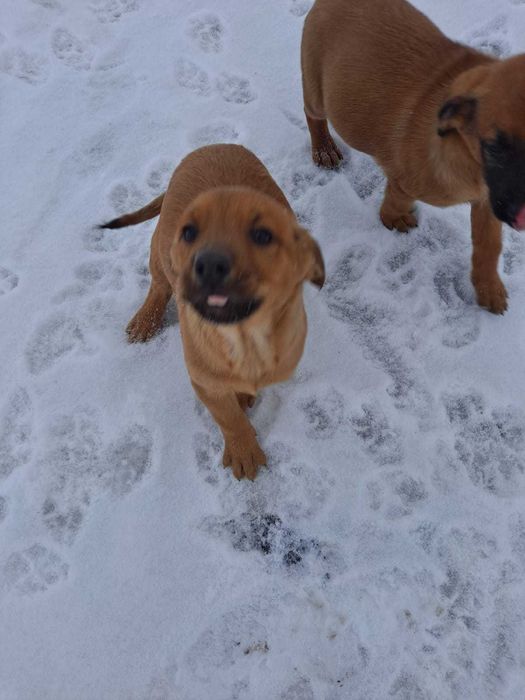 Pies pieski szczeniaki szczeniaczki