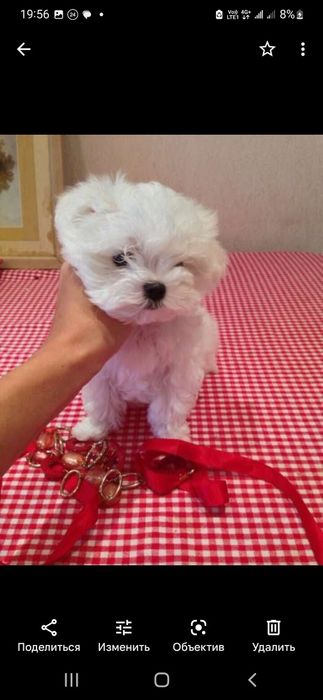 Кукольний мини мальтезе