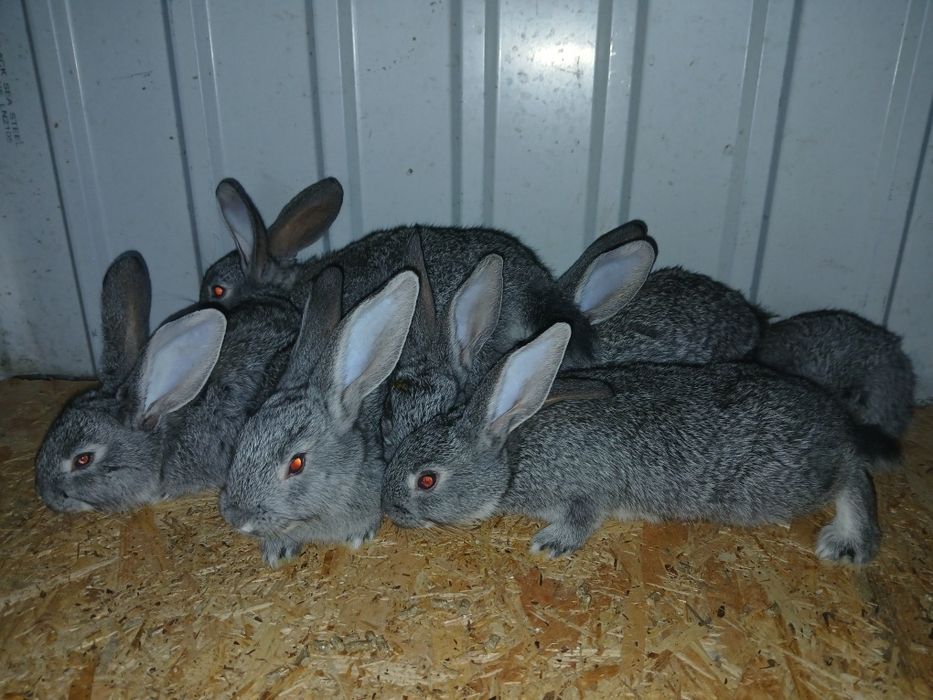 Кролики радянська шиншила