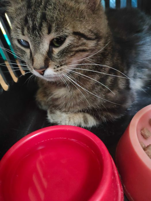 Кошечка Бася ищет дом с полной миской