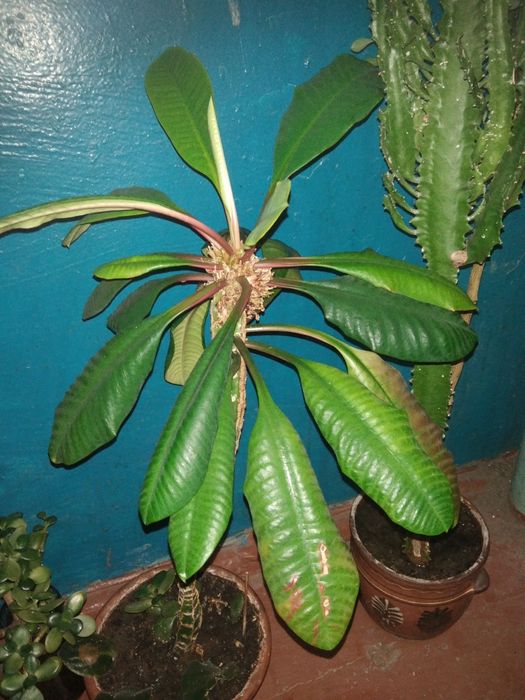 Молочай декоративнолистяна рослина