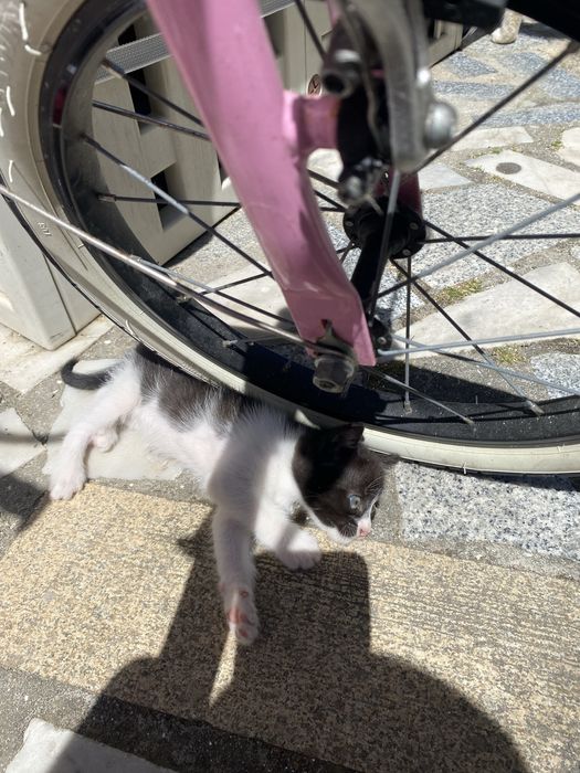 Dá-se gatinho pequenino
