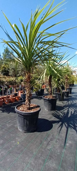 Kordylina Cordyline Australis wielopienne MEGA EGZEMPLARZE
