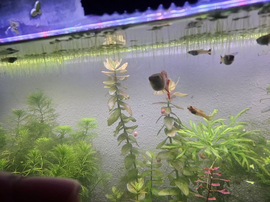 Peixe guppy sortido