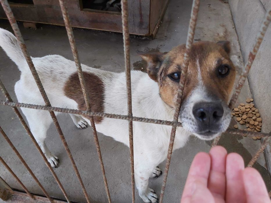 Adopcja! Piękne pieski,duży wybór,szczepione,kastrowane