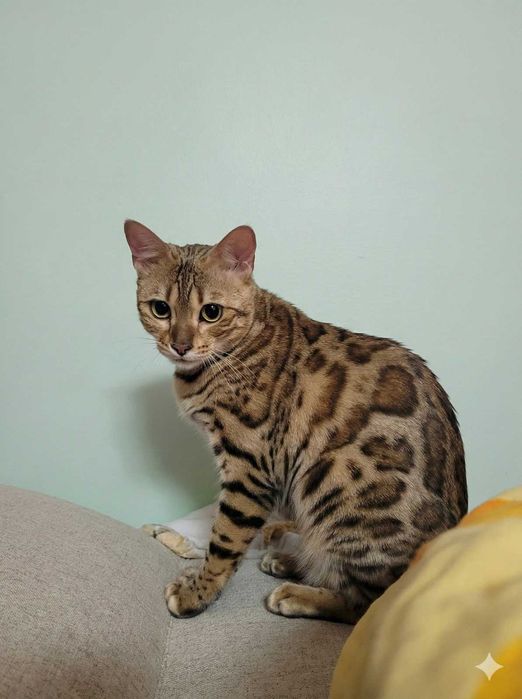 Kotka bengalska wykastrowana kot bengalski FPL/FIFE okazja