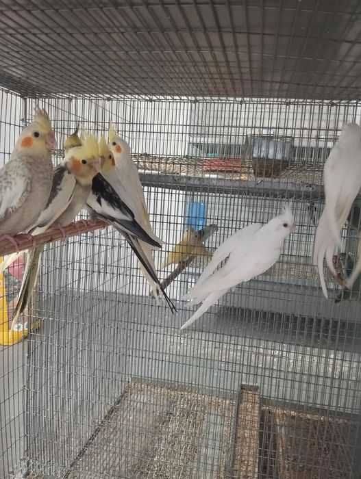 Caturras machos e fêmeas