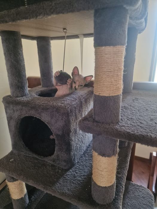 Gatinha sphynx olhos azuis