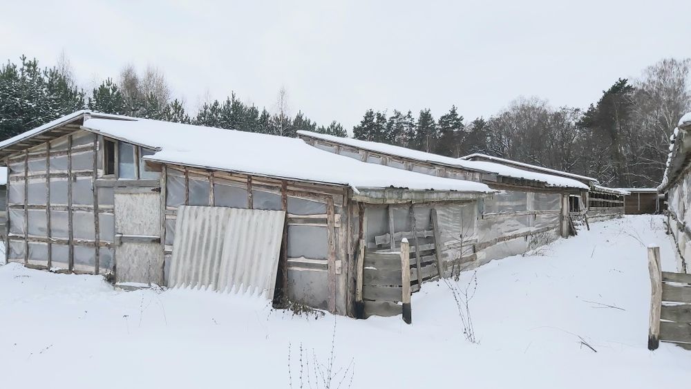 Продам  свиноферму у ліса +10 Га землі,  20 км від Чернігова.