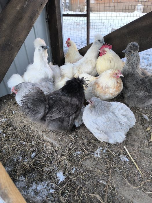 Silki stado 5+1 z pierwszym jajkiem