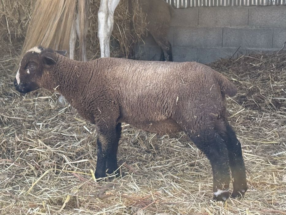 P3 Borrego Macho