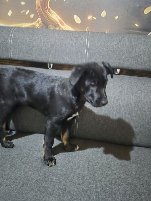 Цуценята в добрі руки