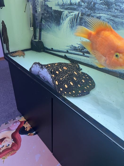 Potamotrygon black diamond ptaszczka