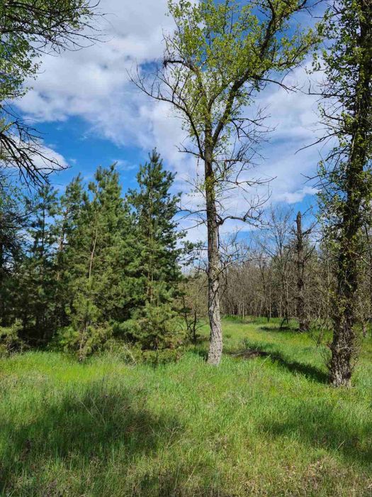 Продаётся участок в Обуховке на Заречной с выходом в сосновый лес