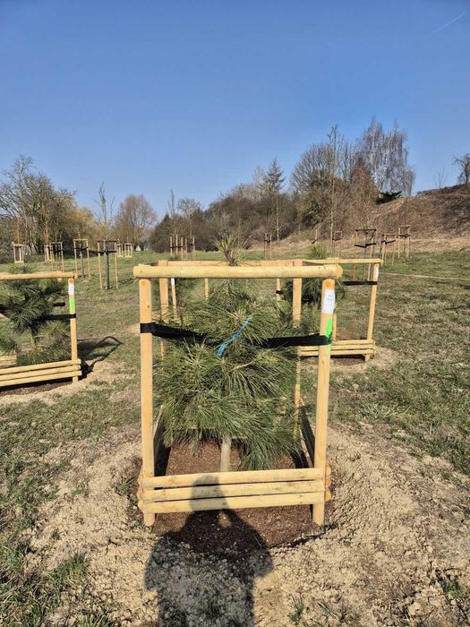 Podpora do drzew KATALP 2,5m – zestaw impregnowany (taśmy + wkręty)