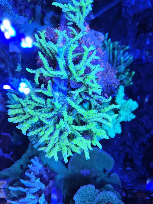 Anacropora koralowiec